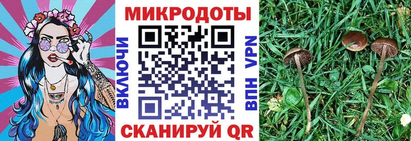Купить где  Харовск  Псилоцибиновые грибы Cubensis 
